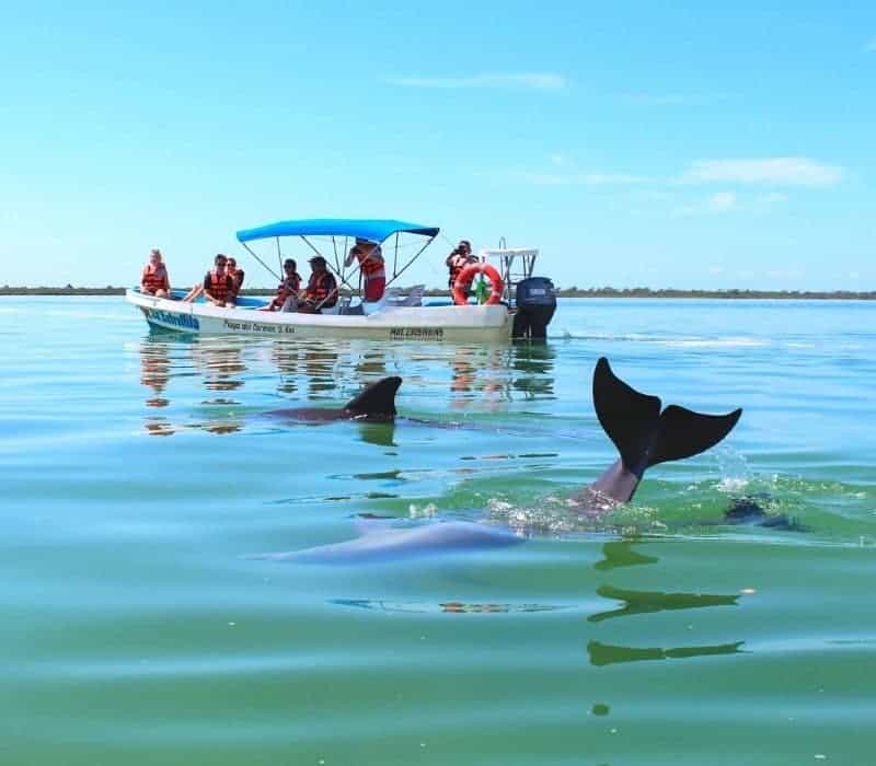 dolphin spotting on one of the best sian kaan tours in tulum mexico