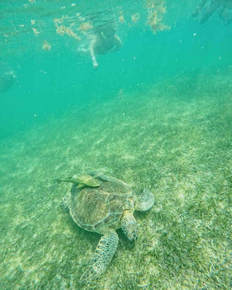 swimming with turtles in akumal mexico