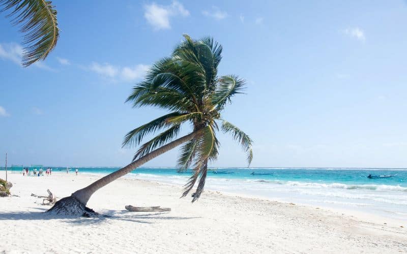 slanted palm tree in tulum at playa paraiso beach