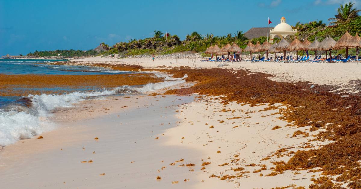 Tulum seaweed covering the beach