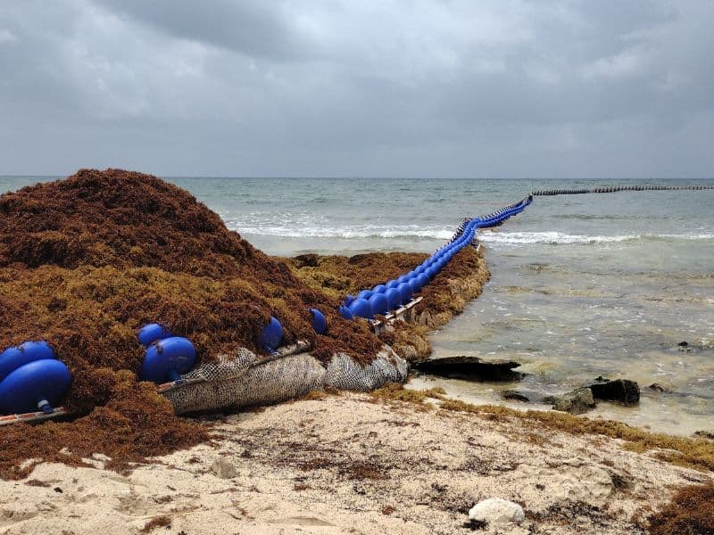 tulum seaweed barrier