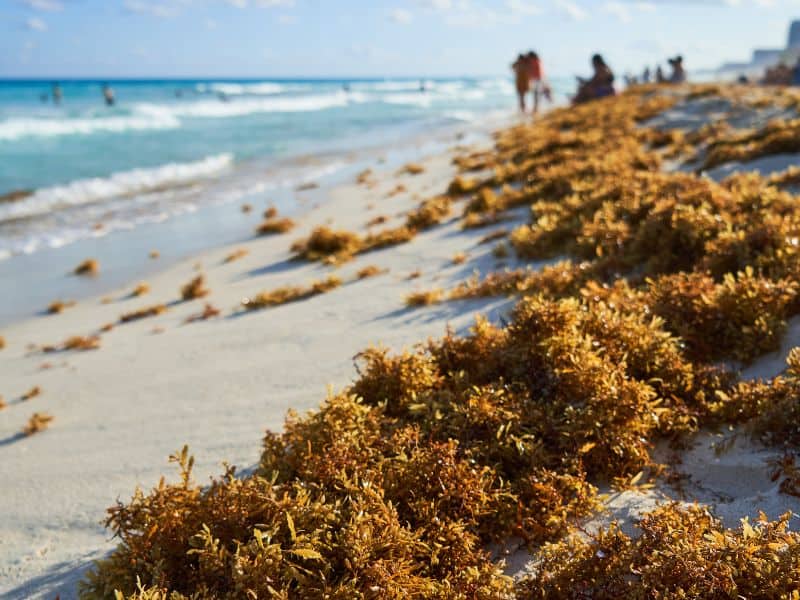 tulum beach seaweed problem