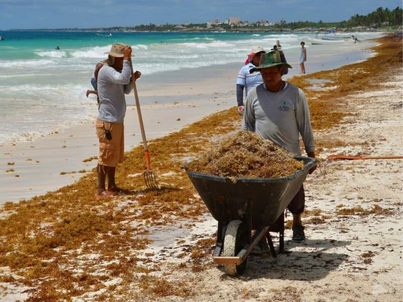 tulum seaweed clean up efforts