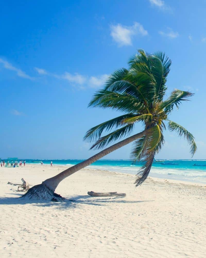 tulum slanted palm tree at Playa Paraiso Beach Tulum