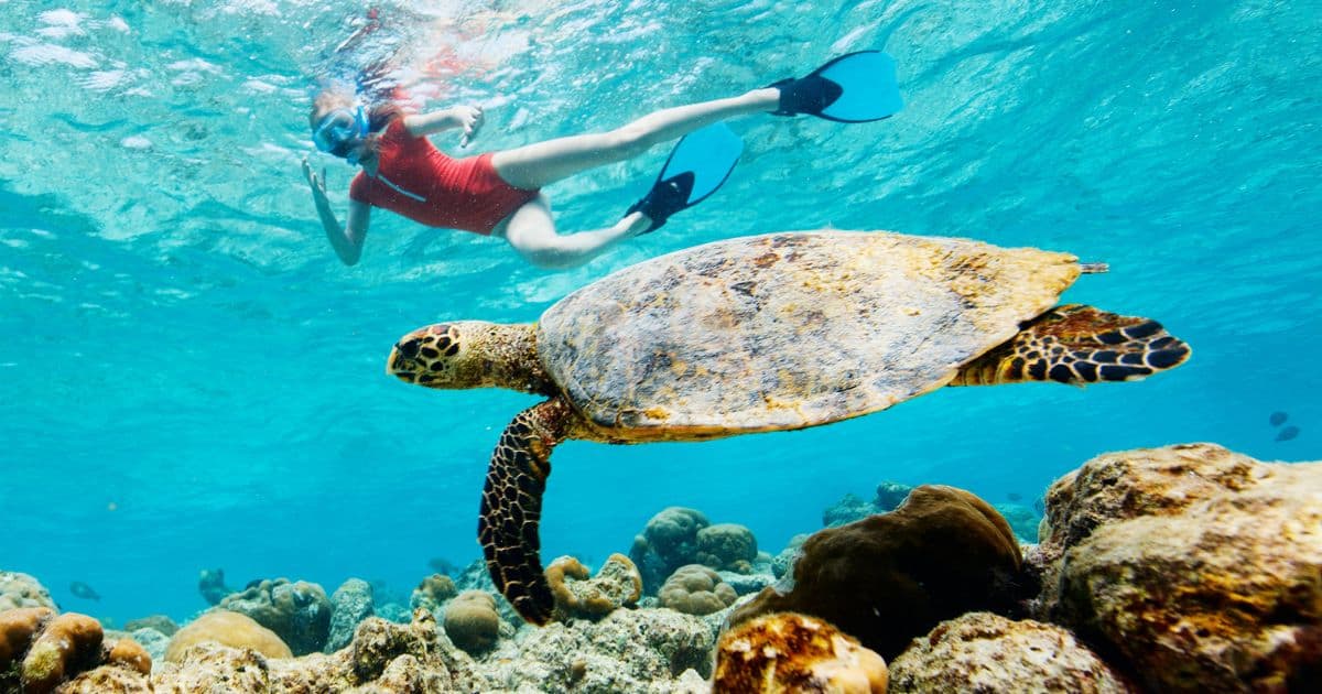 tulum snorkeling with turtles